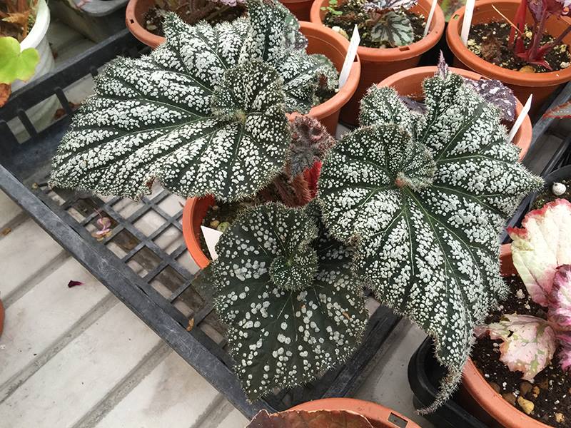B. ‘Romanesque’